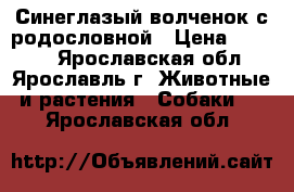 Синеглазый волченок с родословной › Цена ­ 8 000 - Ярославская обл., Ярославль г. Животные и растения » Собаки   . Ярославская обл.